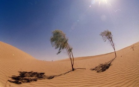 Реферат: Не станет ли Земля пустыней